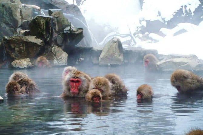 Wild Bird Sanctuary Forest Guided Tour in Nagano - Who Will Enjoy This Walk Most?