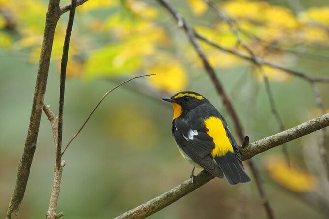Wild Bird Sanctuary Forest Guided Tour in Nagano - Guides, Language, and Group Pace