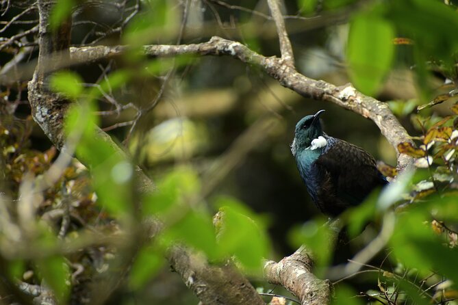 Wildlife and Penguin Tour - Why the Otago Peninsula matters for hoiho