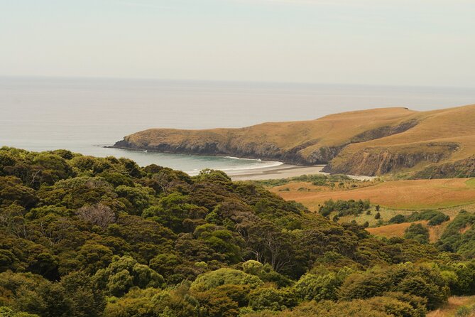 Wildlife and Penguin Tour - Timing matters more than the low price suggests