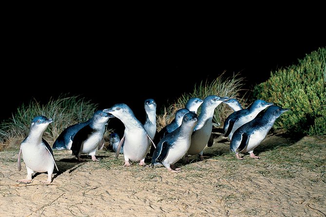 Wilson's Promontory & Phillip Island - 'Prom & Penguins' Tour - The Nobbies boardwalk on Phillip Island