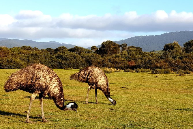 Wilson's Promontory & Phillip Island - 'Prom & Penguins' Tour - Waiting for the penguin parade