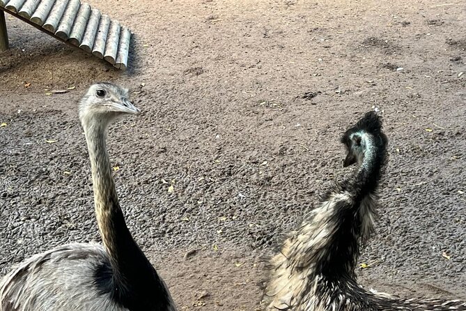 World of Birds, Kirstenbosch and Constantia Wine Private Day Tour - Three Cape Town sights, one private day