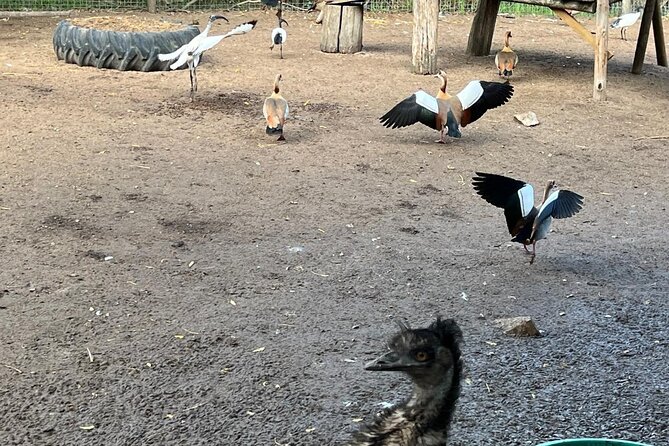 World of Birds, Kirstenbosch and Constantia Wine Private Day Tour - Who will enjoy this day most
