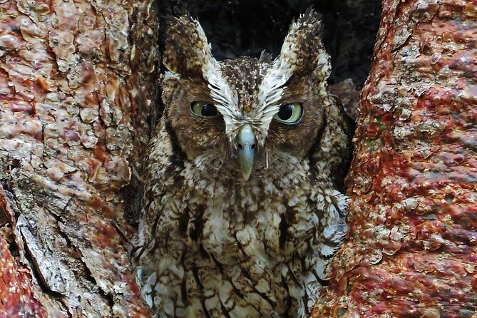 Xocen Birding - Learning from Angel Castillo and Local Guides