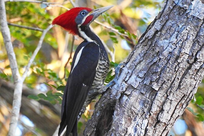 Xocen Birding - Who Will Enjoy This Most