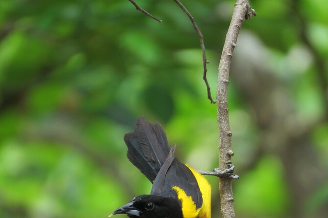 Xocen Birding - Practical Advice Before You Go