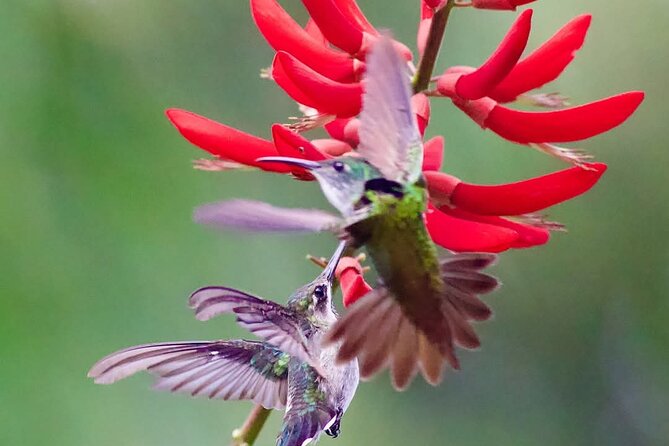 Yerette Home of the Hummingbird - Watching fourteen species in one private garden