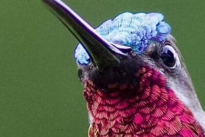 Yerette Home of the Hummingbird
