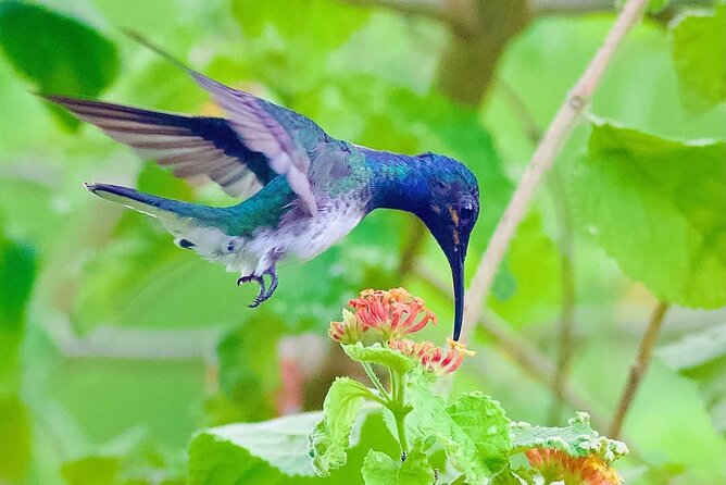 Yerette Home of the Hummingbird - Transport, timing, and practical planning