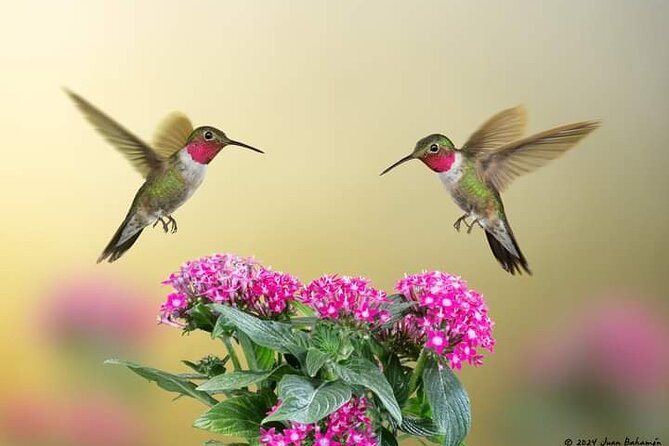 Yerette Home of the Hummingbird - Who will enjoy Yerette most?