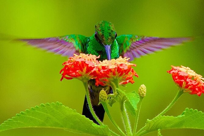 Yerette Home of the Hummingbird and Caroni Wildlife Tour - Why this Trinidad combination works