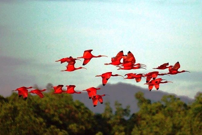 Yerette Home of the Hummingbird and Caroni Wildlife Tour - Yerette and the hummingbirds of Maracas Valley
