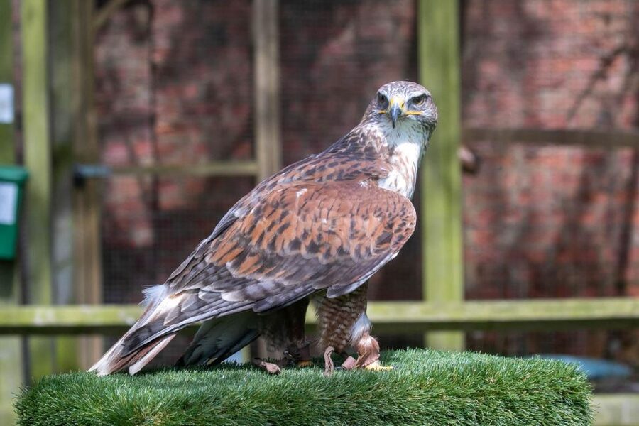 York: Entry to York bird of prey centre - Meeting the birds north of York