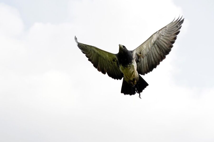 York: Entry to York bird of prey centre - A closer look at the birds in the collection