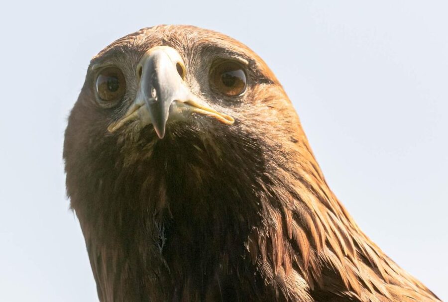 York: Entry to York bird of prey centre - Timing your visit wisely