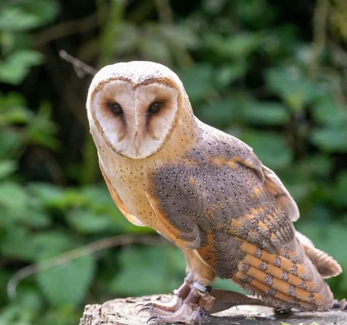 York: Entry to York bird of prey centre - What makes the experience memorable
