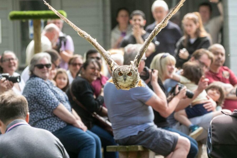 York: Entry to York bird of prey centre - Should you book it?