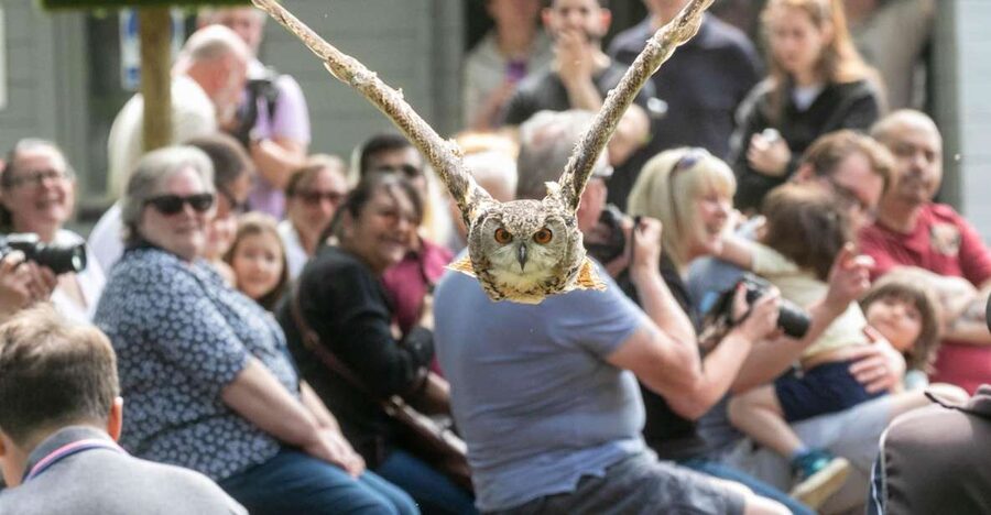 York: Entry to York bird of prey centre - Flying shows: speed, silence, and control