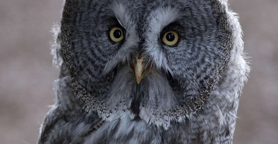 York: York Bird of Prey Centre Entry Ticket - Key points to know before you go