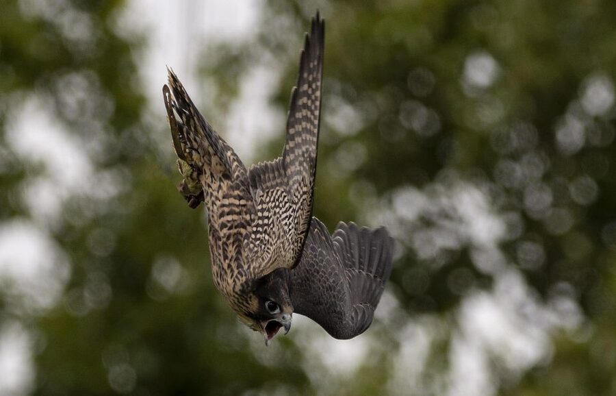 York: York Bird of Prey Centre Entry Ticket - The 11:30 AM and 1:30 PM flying shows