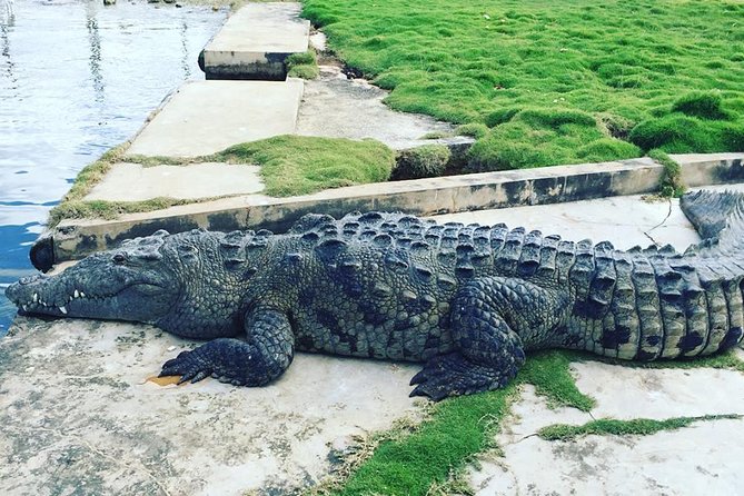 YS Falls, Black River Safari, and Floyd's Pelican Bar Day-Trip (Transportation) - What the private vehicle adds to a long day