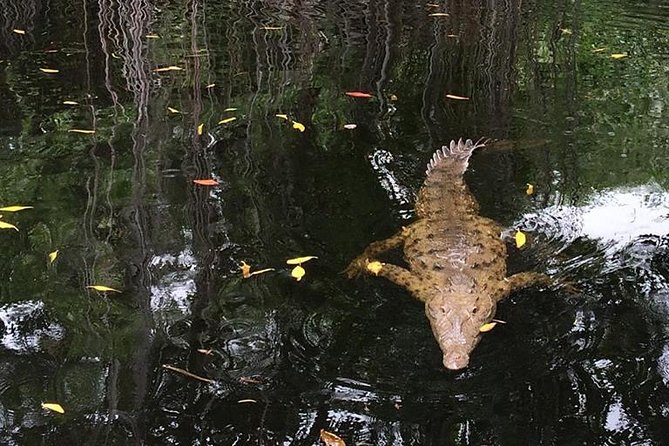 YS Falls, Black River Safari, and Floyd's Pelican Bar Day-Trip (Transportation) - Should you book YS Falls, Black River, and Pelican Bar?