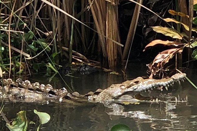 YS Falls, Black River Safari, Appleton Rum Tour OR Pelican Bar (Choose Up to 3) - Key points at a glance