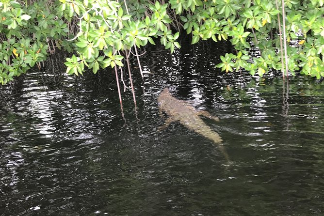 YS Falls, Black River Safari, Floyd’s Pelican Bar - Booking and cancellation details worth knowing